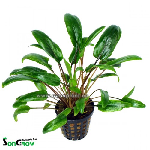 Cryptocoryne species green in pot